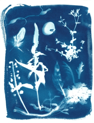 11:Kitty vandenHeuvel cyanotype 1